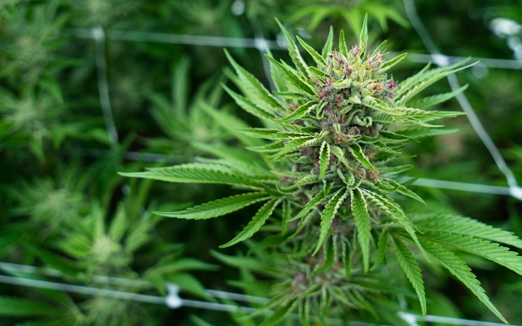 A flowering cannabis plant in Jai Malloy's greenhouse in Santa Cruz County, Calif.