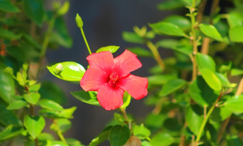 Couple Sues Police After They Mistake Hibiscus Flowers For Weed