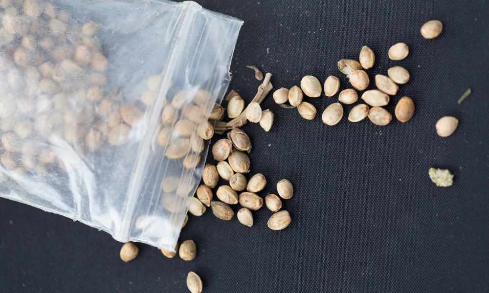Cannabis Seeds 101: Your Intro Guide To The Marijuana Seed