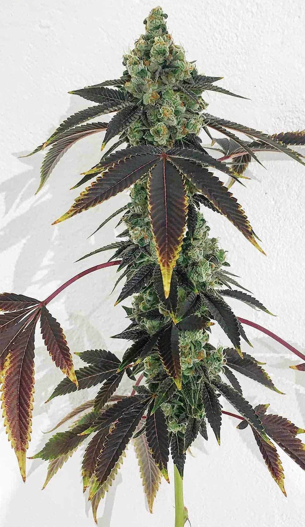 The Top 10 Strains of 2017