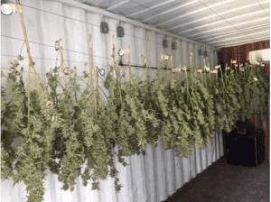 First Crop of Medical Marijuana Drying at the Kaya Herbhouse