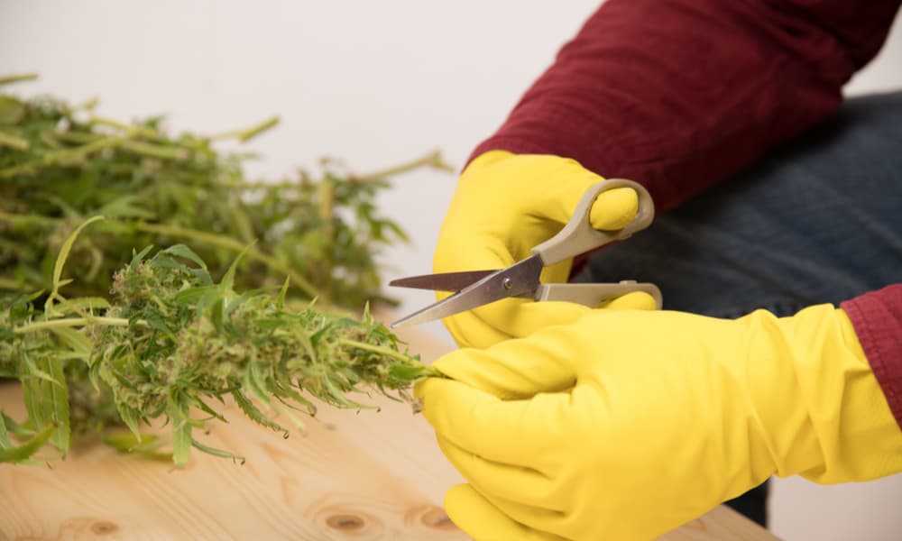 The Connoisseur's Guide To Harvesting Weed Plants