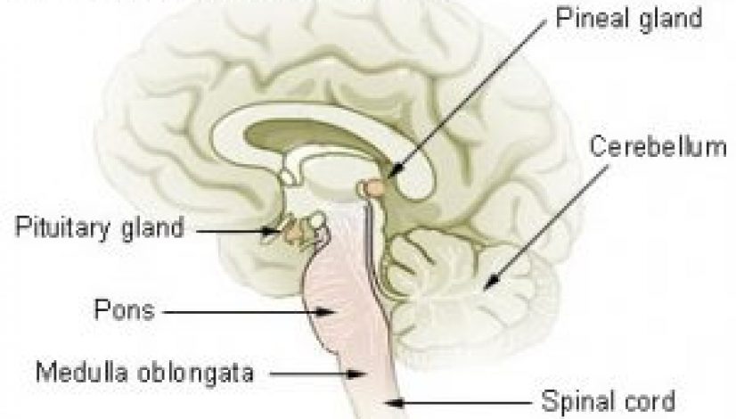 the-incredible-pineal-gland-and-its-massive-role-on-the-effects-of-cannabis_1