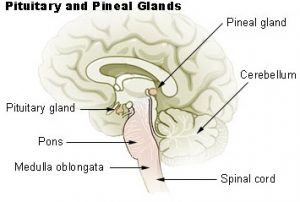 Pineal gland, endocannabinoid system, marijuana news, melatonin
