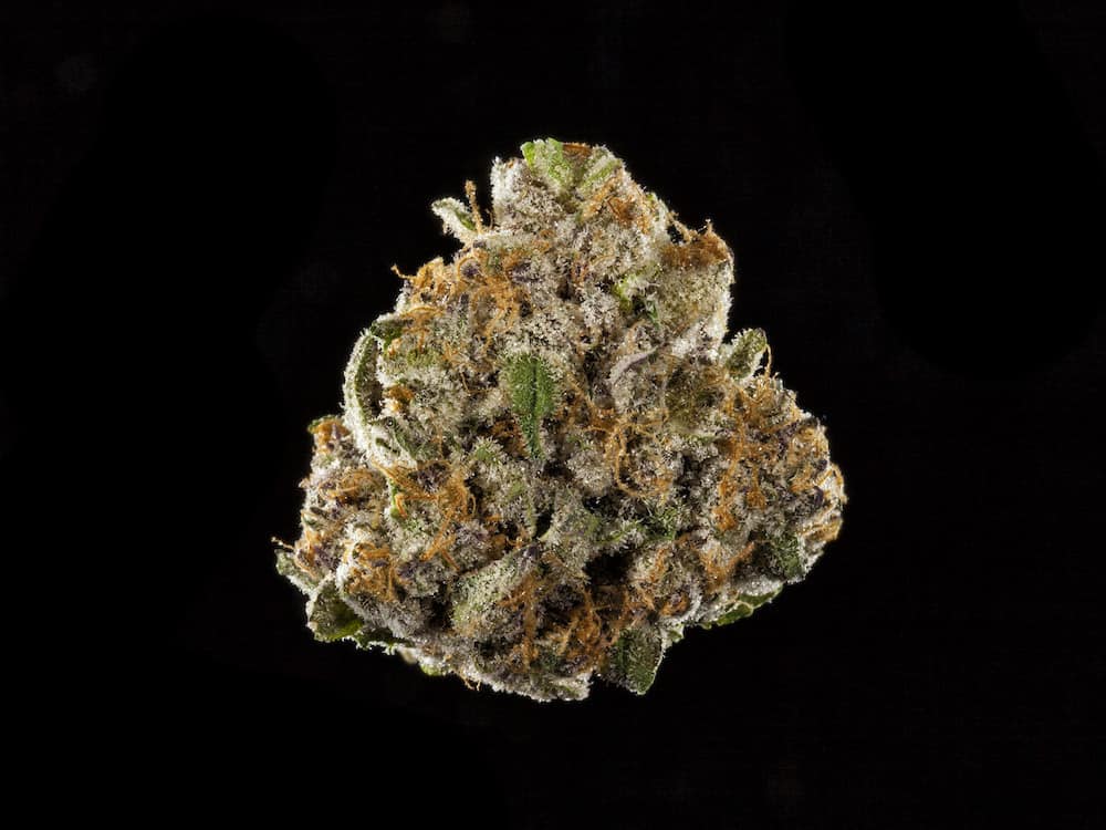 Winners of the 2018 Northern California Cannabis Cup