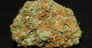 G13, weed strains, marijuana reviews, strain reviews, TNMNews