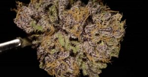 Grape Ape, smoking weed, mmj, cannabis news, marijuana news