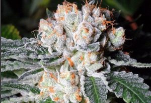 White Fire OG, weed strains, smoking weed, adult-use marijuana