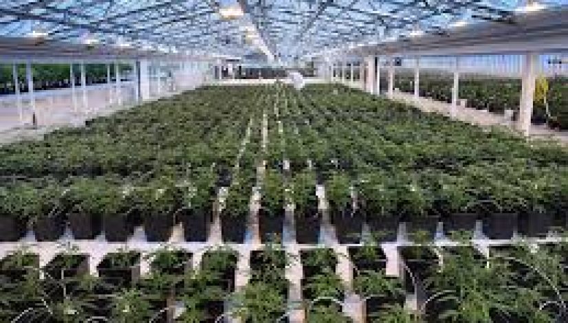 canopy-is-quickly-ramping-up-cannabis-production-preparing-for-adult-use_1