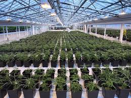 Canopy Growth Corporation, Cannabis Act, Cannabis Act, Canada marijuana