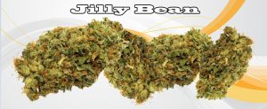 Jilly Bean, Cannabis Strains, cannabis news, new to marijuana 