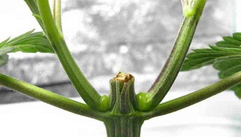 how-to-get-bigger-buds-and-increase-yield_1