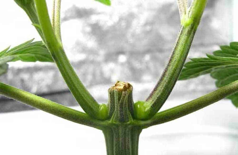 How To Get Bigger Buds and Increase Yield