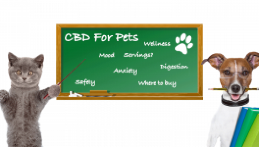 medical-marijuana-for-your-pets_1
