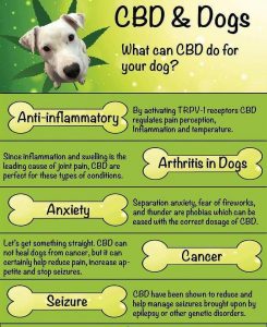Medical Marijuana For Your Pets