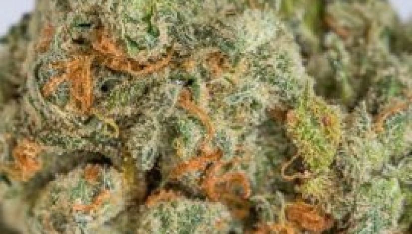 the-10-best-weed-strains-for-partying_1