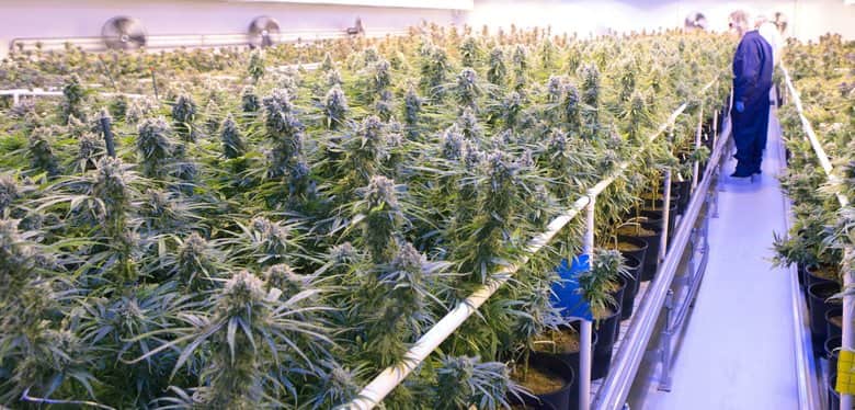 Tilray Indoor Grow, marijuana stocks, cannabis news, marijuana legalization