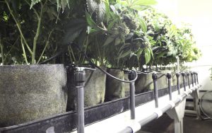 Tips For First Time Cannabis Growers