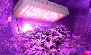 Tips For First Time Cannabis Growers
