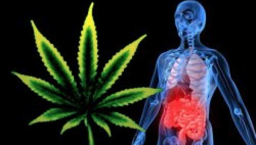 treating-digestive-issues-with-cannabis_1