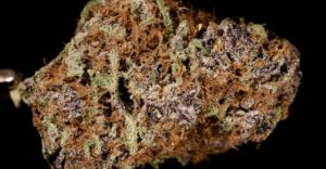 Purple Urkle, marijuana strains, weed porn, jeff sessions marijuana