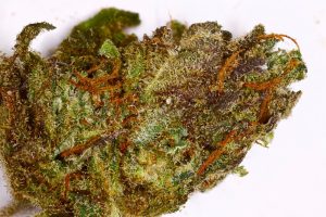 ACDC Weed Strains For Productivity, when will weed be legal everywhere, cannabis legalization