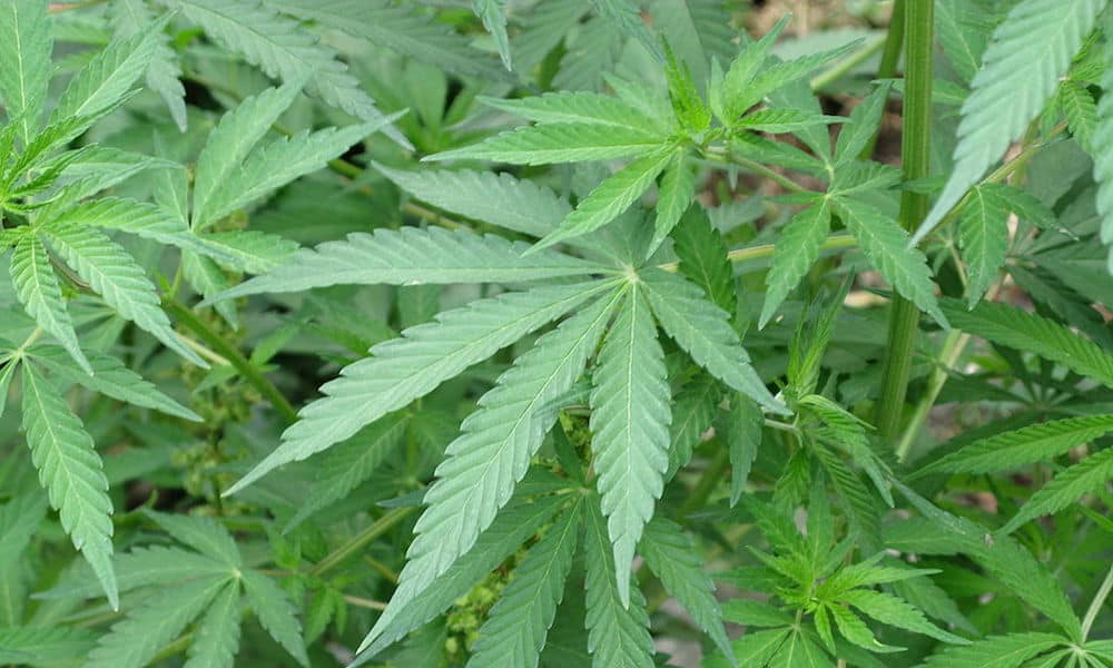 The Anatomy of a Marijuana Plant