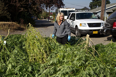 Oregon marijuana, over saturated marijuana market, cannabis news, jeff sessions marijuana