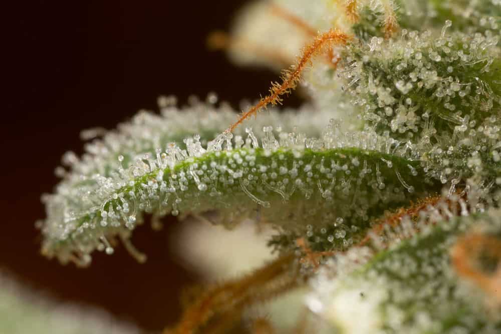 What Are Quick Strains?