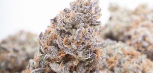 The Best Cannabis Strains For Fall, indica, couchlock, strong weed, nine pound hammer