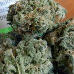 cinderella weed, Best Cannabis Strains For Headaches, best strain for migraines, mmj, medical cannabis
