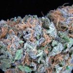 lavender weed, Best Cannabis Strains For Headaches, pain relief and marijuana, cannabis and migraines