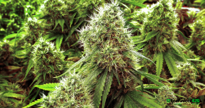 marijuana, biome grow cannabis, Biome Grow Stock Analysis, BIO.CN, ORTFD, marijuana stocks
