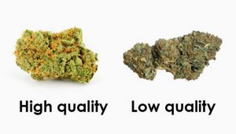 how-to-pick-out-quality-cannabis_1