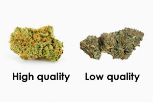 picking quality cannabis, marijuana strains, top of the line marijuana, cannabis culture