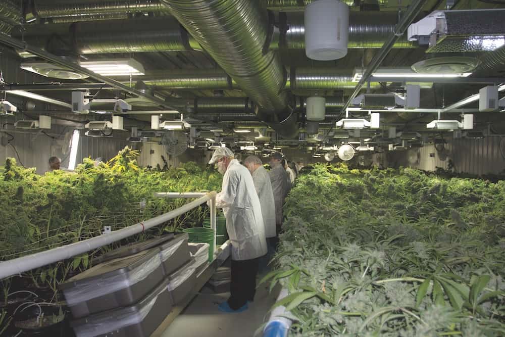 Inside Aurora Cannabis: The World’s Biggest Grow