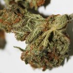 Best Cannabis Strains For Thanksgiving, berry white cannabis, berry white marijuana, berry white weed
