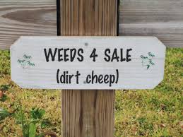 Cheap Cannabis, weed on sale, cannabis consumers, expensive marijuana, buying marijuana