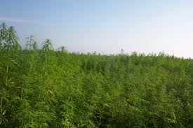 hemp futures, Hemp Farming Act, Farm Bill, industrial hemp, CBD, hemp farming, hemp farmers, cannabis news
