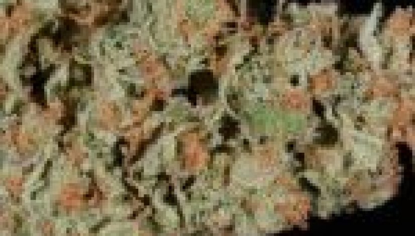 the-best-cannabis-strains-for-winter-weather_1