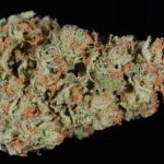 The Best Cannabis Strains For Winter Weather, winter pot strains, winter cannabis strains, winter weed strains