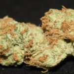 The Best Cannabis Strains For Winter Weather, fruity weed, fruity cannabis, fruity marijuana, fruity pot