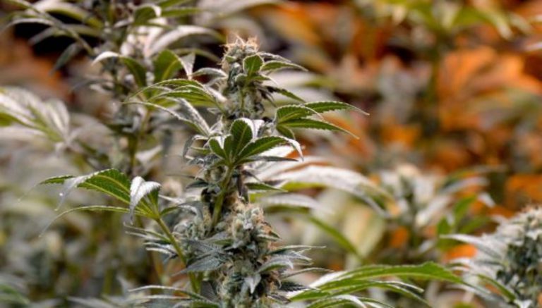 Maine police group asks for clarification from Trump on marijuana rules