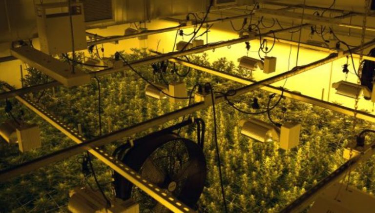 The wrong kind of buzz: Marijuana grow lights vex ham radio operators