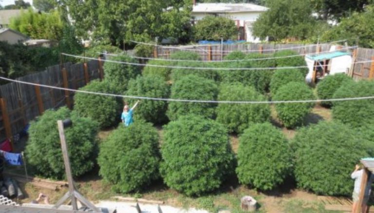 How to grow weed in any climate: six top tips