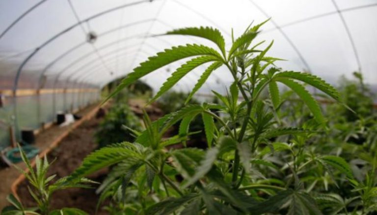 The largest medical marijuana grow op in U.S., nearly 6 million square feet, breaks ground in New Mexico