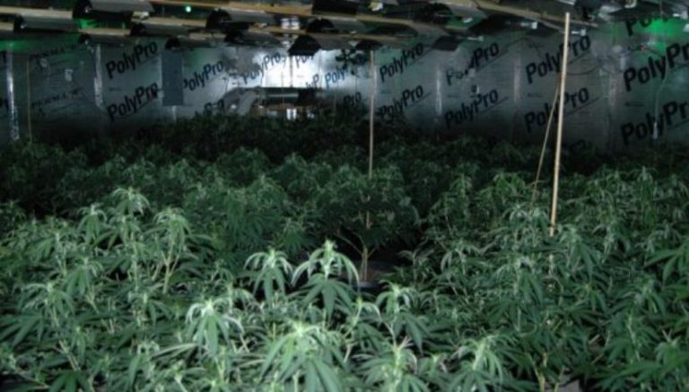 Colorado’s high plant limit helps state’s sickest patients, but there’s a dark side