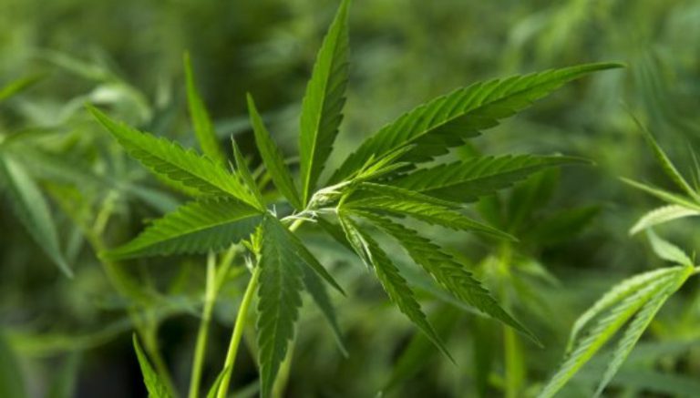 Israel moves toward marijuana decriminalization