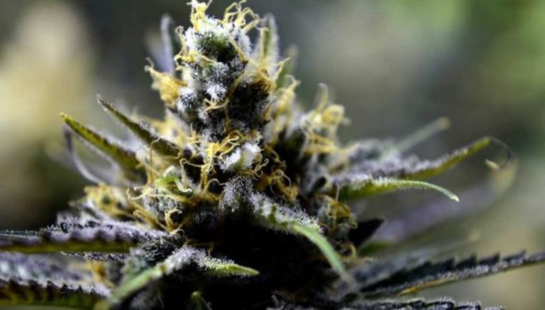 Missouri men arrested for “bootlegging” 55 pounds of marijuana get five years probation