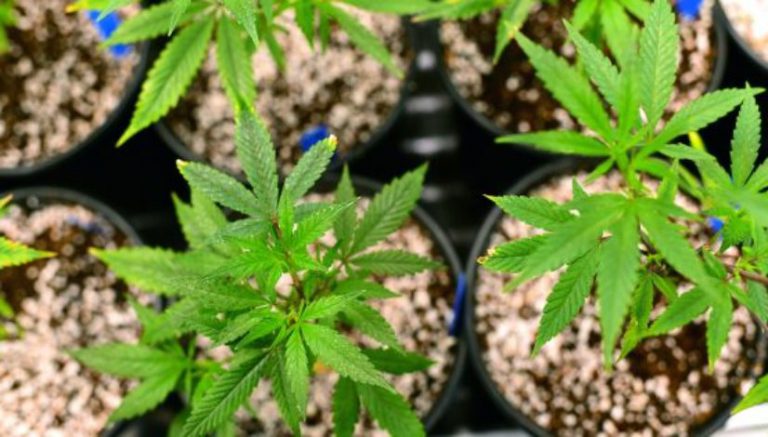 San Diego council to decide whether to allow local cultivation